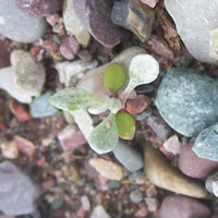Eriogonum ovalifolium germinant